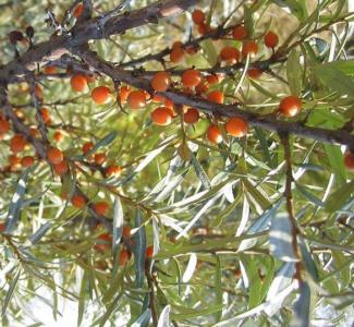 Sea buckthorn