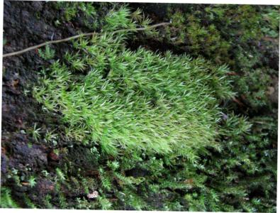White cushion moss