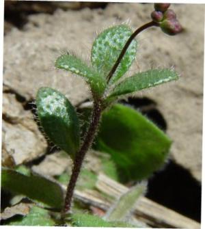Small-flowered tomostima