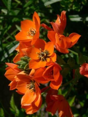 How to care for Sun star - Complete Plant Care Guide | PlantSnap -  Plantsnap - Identify Plants, Trees, Mushrooms With An App