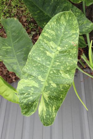 How to care for Tree philodendron - Complete Plant Care Guide | PlantSnap -  Plantsnap - Identify Plants, Trees, Mushrooms With An App