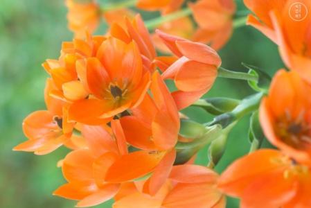 How to care for Sun star - Complete Plant Care Guide | PlantSnap -  Plantsnap - Identify Plants, Trees, Mushrooms With An App