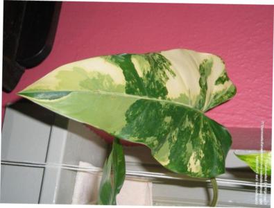 How to care for Elephant ear philodendron - Complete Plant Care Guide |  PlantSnap - Plantsnap - Identify Plants, Trees, Mushrooms With An App