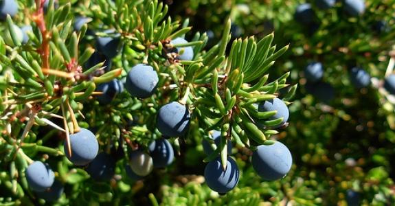 Soulie's barberry