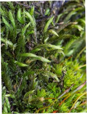 Green leucodon moss