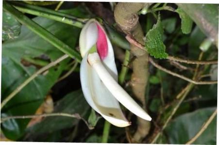 Thick-nerved homaliodendron