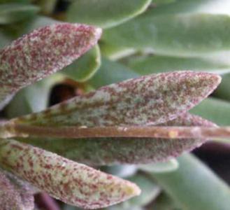 Mariana's pig's ear