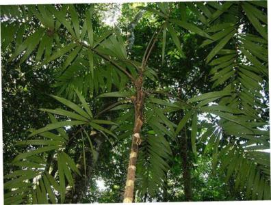 Glandular bactris