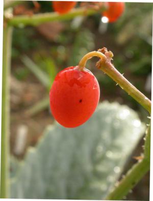 Stefanini's cyphostemma
