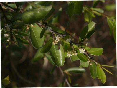Paraguayan coca