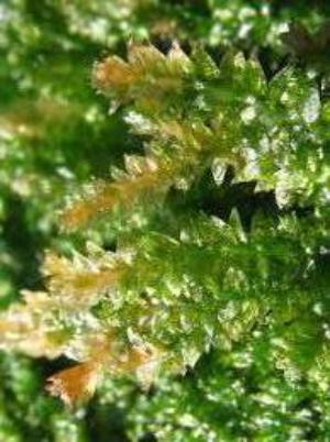 Wood plagiothecium moss