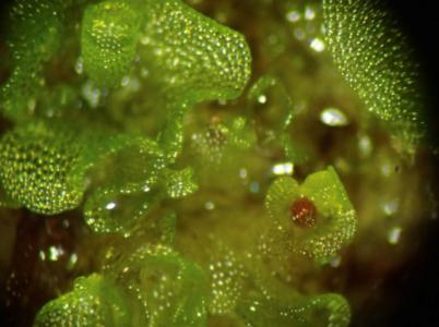 Bottle liverwort