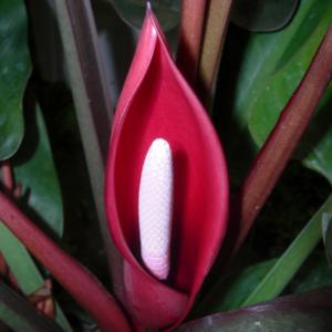 How to care for Elephant ear philodendron - Complete Plant Care Guide |  PlantSnap - Plantsnap - Identify Plants, Trees, Mushrooms With An App