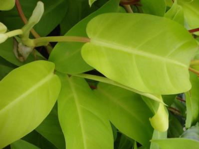 How to care for Elephant ear philodendron - Complete Plant Care Guide |  PlantSnap - Plantsnap - Identify Plants, Trees, Mushrooms With An App