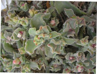 Ice plant