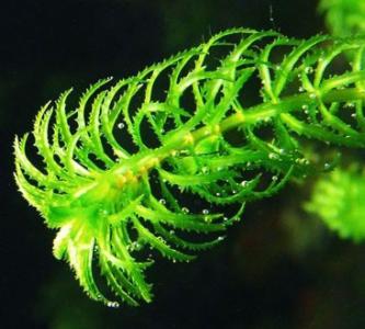Nuttall's waterweed