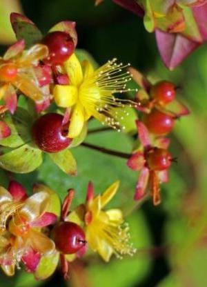 St. john's wort excelsum