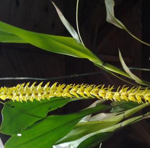 Large dendrochilum