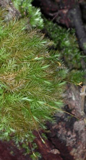Moller's leucophanes moss