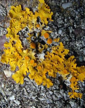 Xanthoria parietina