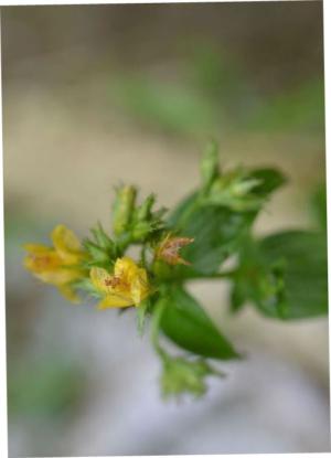 Ward's marsh st. john's wort