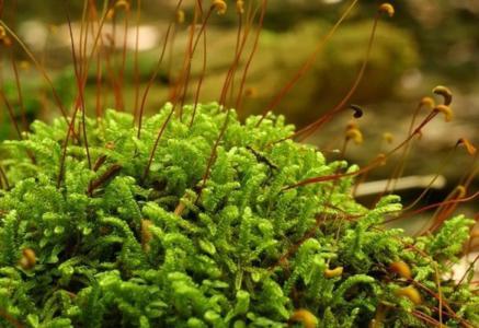 Waterfall moss
