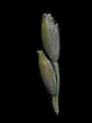 Gaboon grass