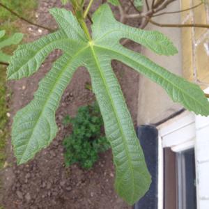 How to care for Brunswick fig - Complete Plant Care Guide | PlantSnap ...