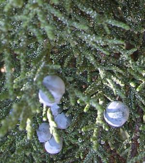 Western juniper