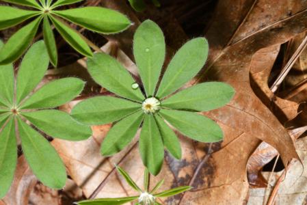 Wild lupine - Plantsnap - Identify Plants, Trees, Mushrooms With