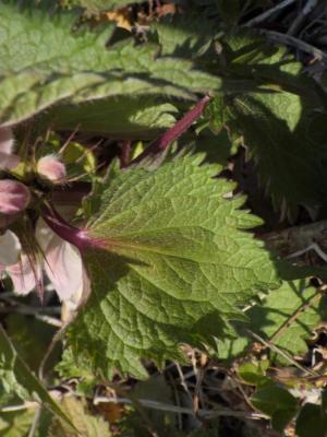 White dead-nettle