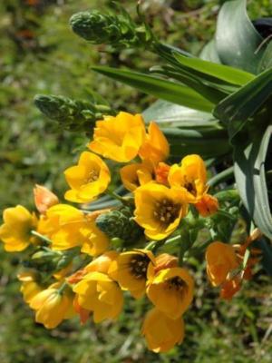How to care for Sun star - Complete Plant Care Guide | PlantSnap -  Plantsnap - Identify Plants, Trees, Mushrooms With An App