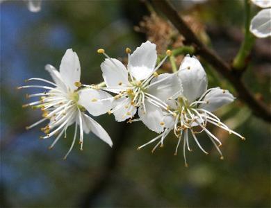Yunnan cherry