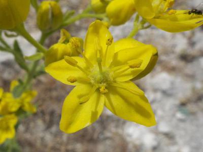 Lin-leaved rue
