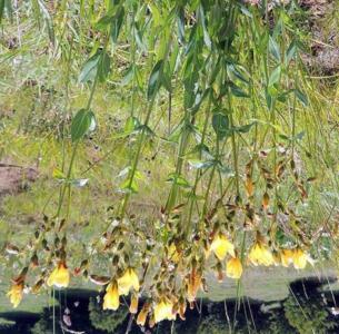 Barbed st john’s-wort