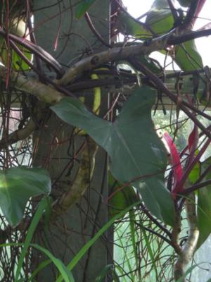 How to care for Elephant ear philodendron - Complete Plant Care Guide |  PlantSnap - Plantsnap - Identify Plants, Trees, Mushrooms With An App