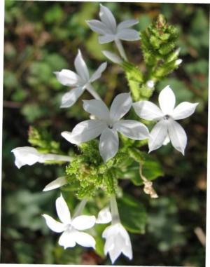 Buffzeylanica grass