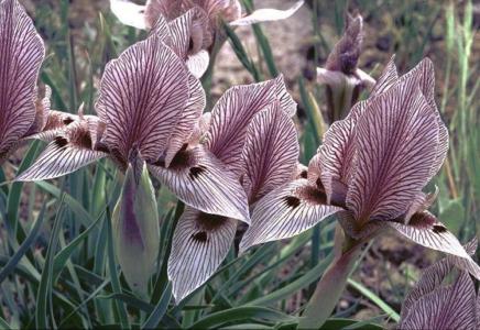 Pointed-lobe iris