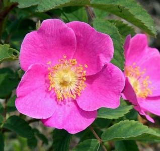 Prickly wild rose