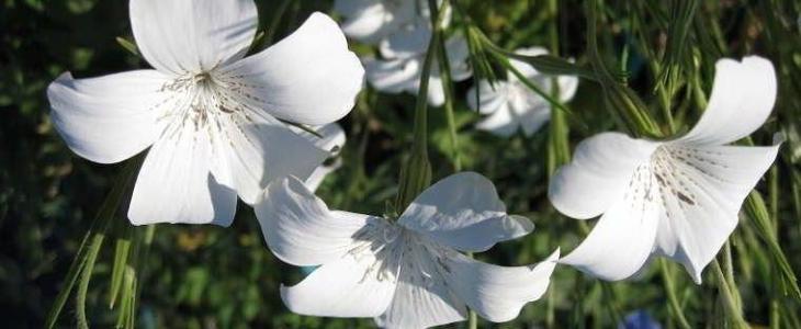 Balbis' bluegrass