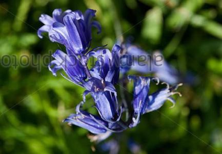 Common bluebell
