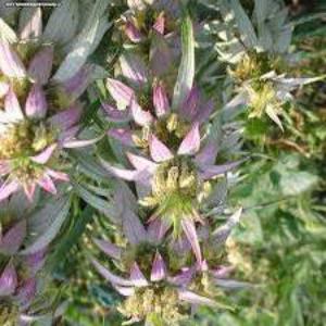 Spotted beebalm
