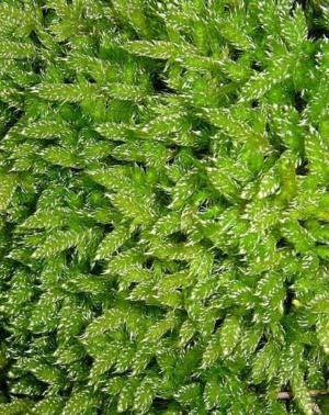 Common moss