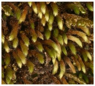 Canary island moss
