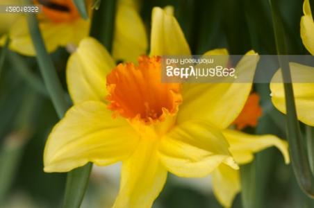 Poet's narcissus