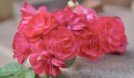 Climbing rose