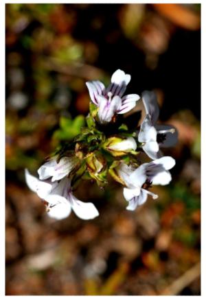 Osborn's eyebright