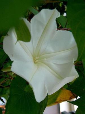 Mexican morning glory
