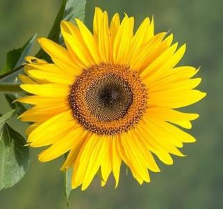 Cutleaf sunflower