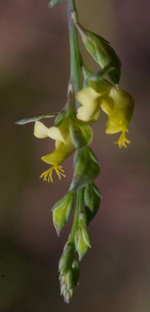 Wight's milkwort